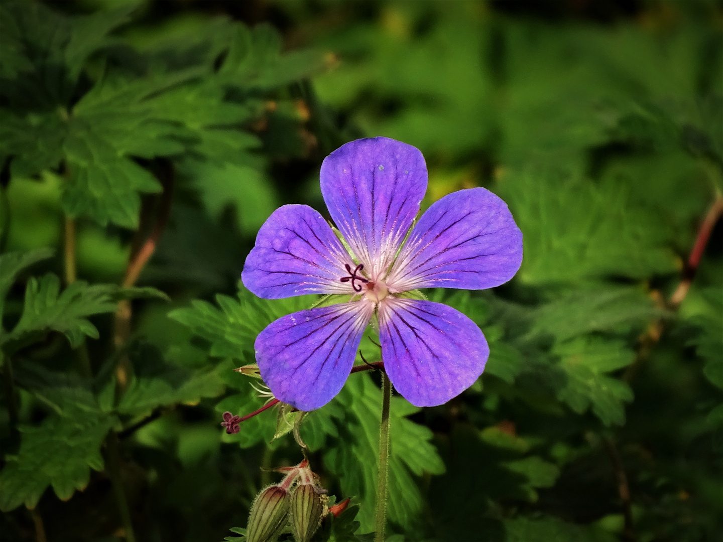 ein Blümchen für Euch