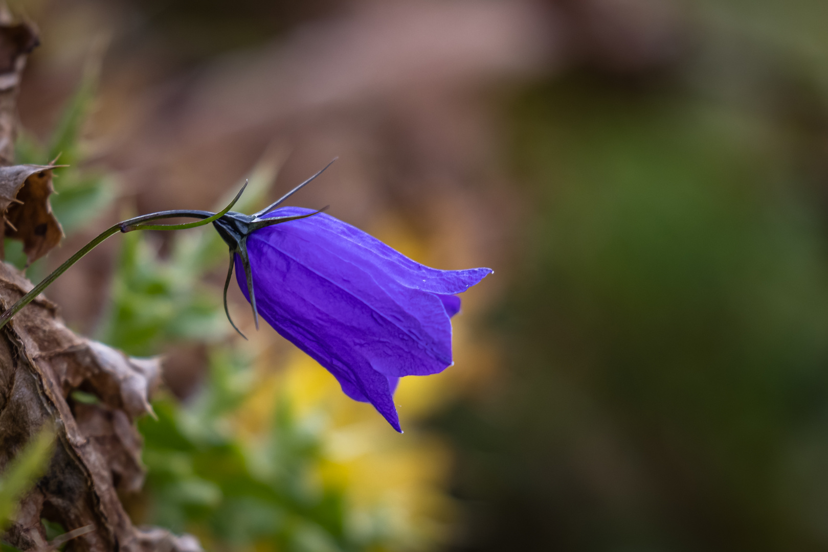 Ein Blümchen für Euch ALLE…