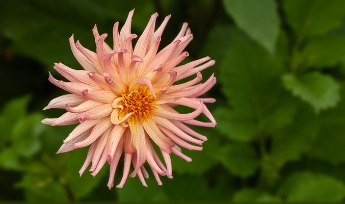 Ein Blümchen fuer Euch