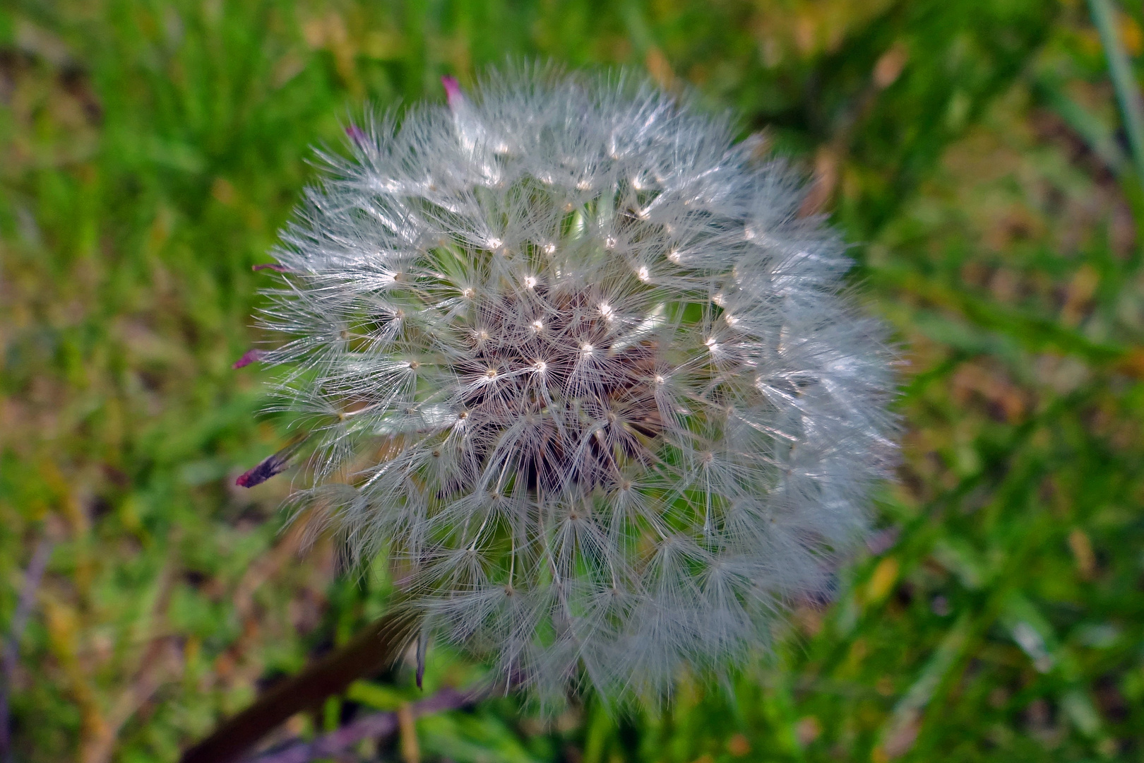 ein Blümchen für Levina