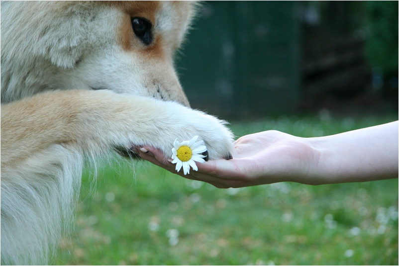 Ein Blümchen für mein Frauchen.