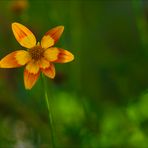 Ein Blümchen für Misme.