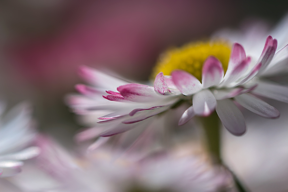 Ein Blümchen für zwei