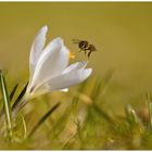 ein Blümchen fürs Bienchen