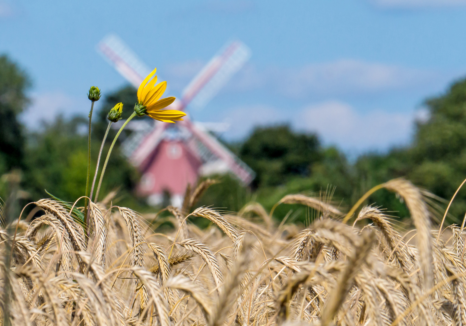 Ein Blümchen im Kornfeld