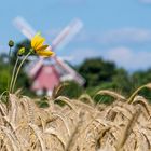 Ein Blümchen im Kornfeld