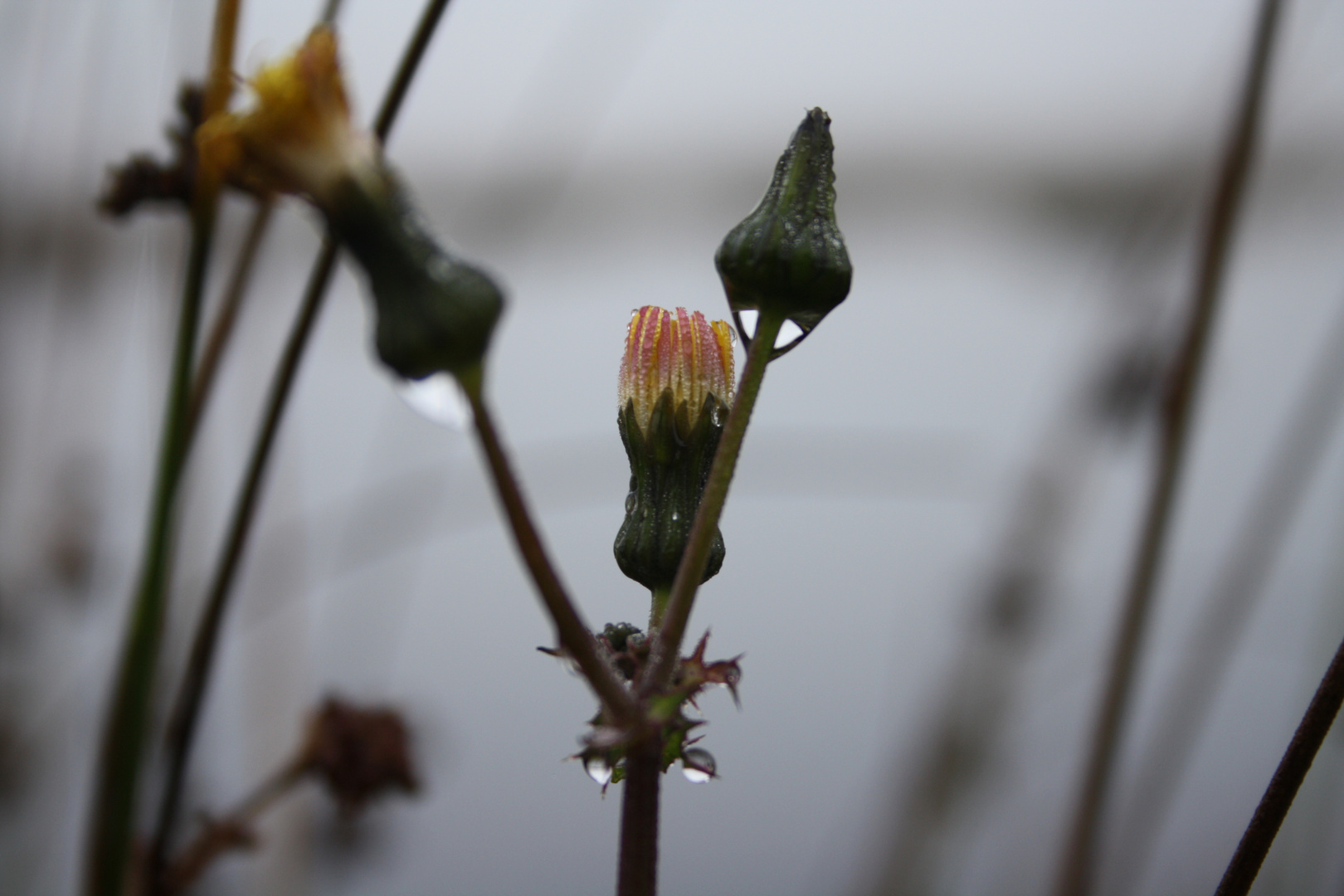 Ein Blümchen im Moorgebiet (undefiniert)