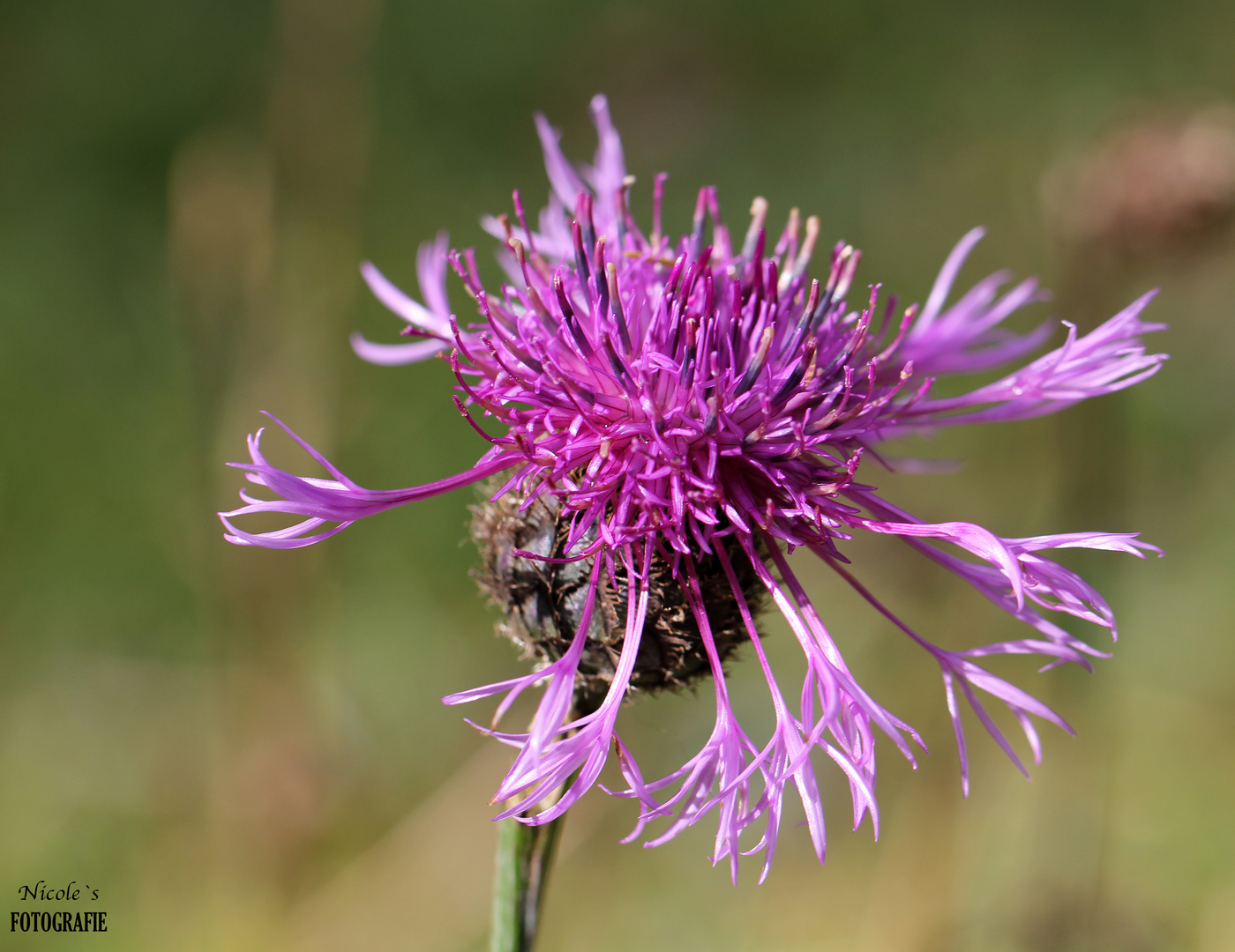 Ein Blümchen im Oktober noch voller Schönheit hoch oben in den Bergen