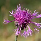 Ein Blümchen im Oktober noch voller Schönheit hoch oben in den Bergen