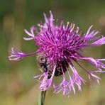 Ein Blümchen im Oktober noch voller Schönheit hoch oben in den Bergen