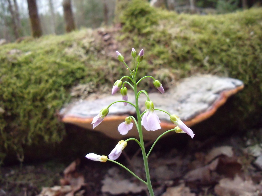 Ein Blümchen im Walde...