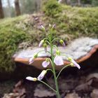 Ein Blümchen im Walde...