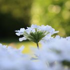 ein Blümchen in weiss...