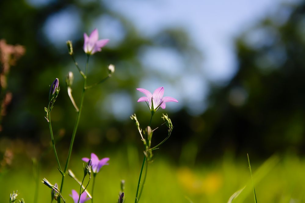 Ein Blümchen reckt sich der Sonne entgegen