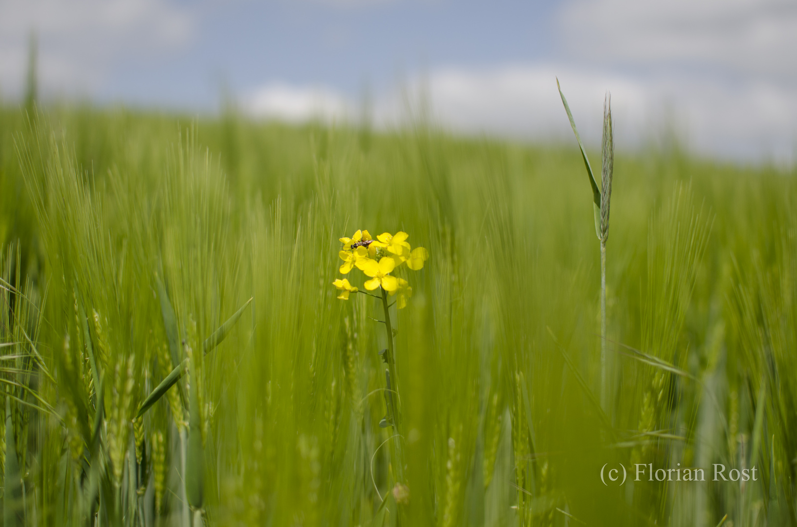 Ein Blümchen steht im Felde