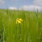 Ein Blümchen steht im Felde