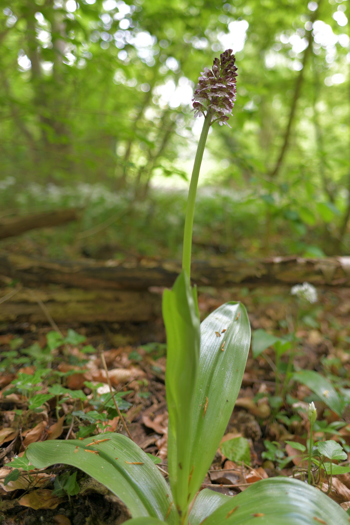 Ein Blümchen steht im Walde...