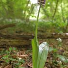 Ein Blümchen steht im Walde...