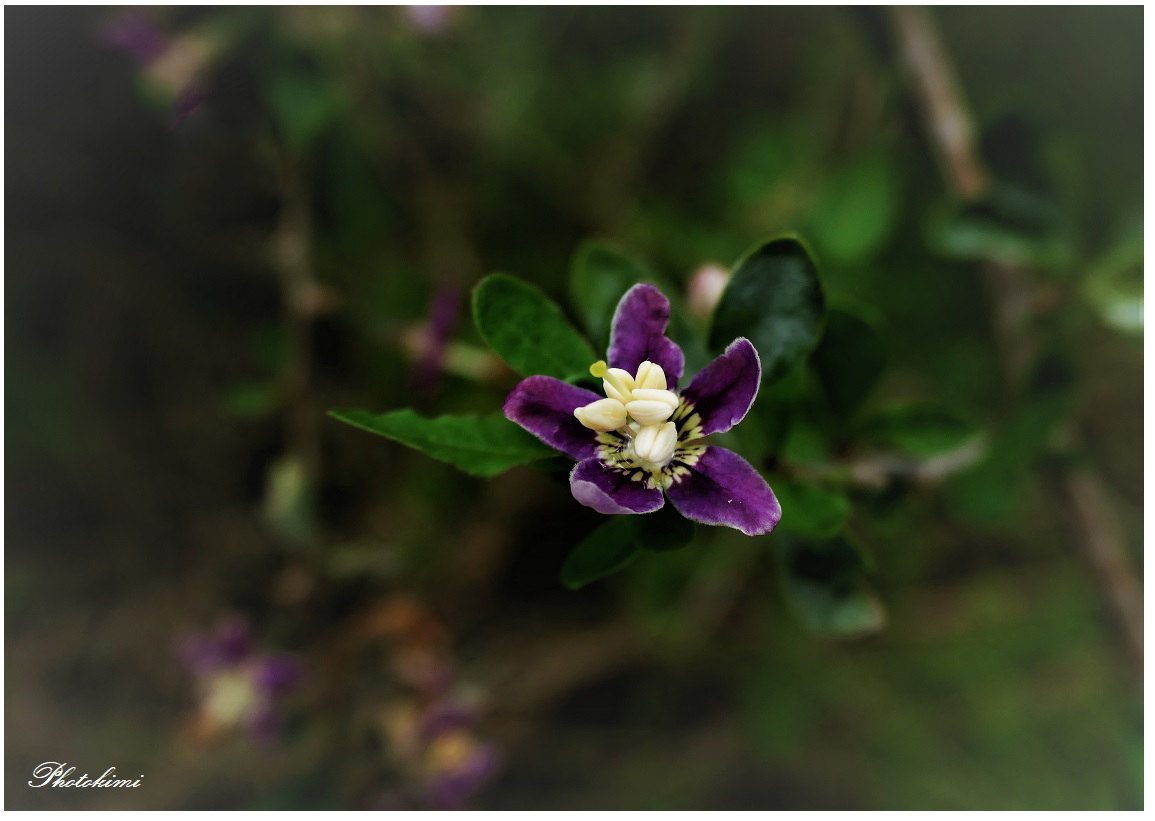 Ein Blümchen von Bocksdorn (II)