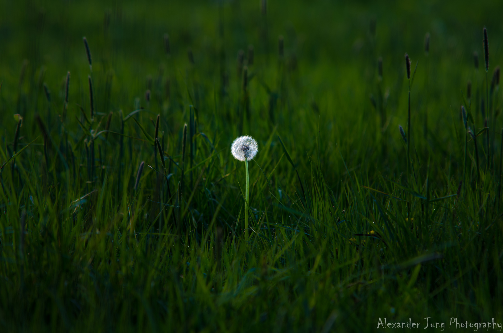 Ein Blümchen wächst im Grase ganz still und stumm...