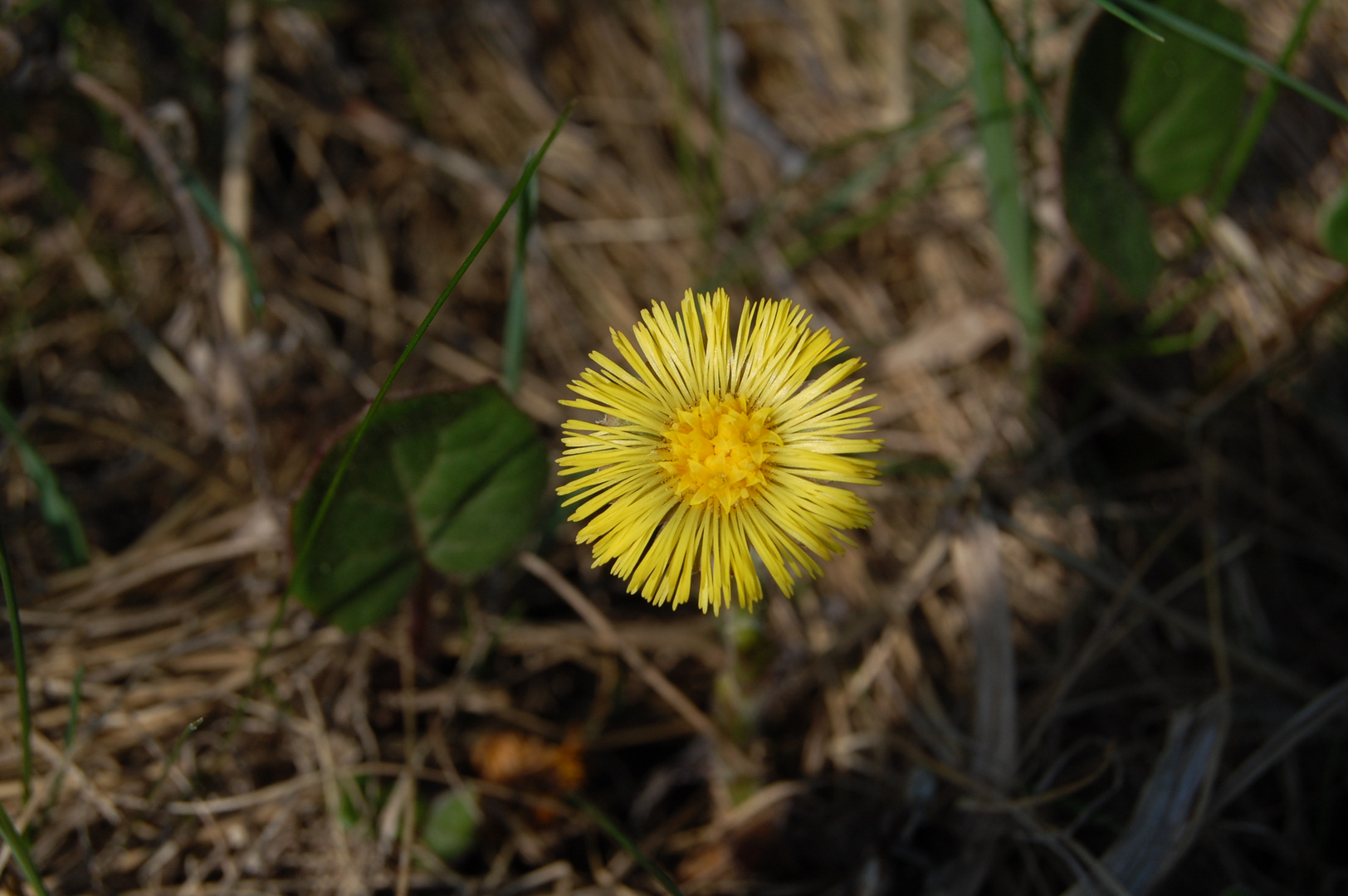 Ein Blümchen zum 1.Mai