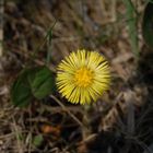 Ein Blümchen zum 1.Mai