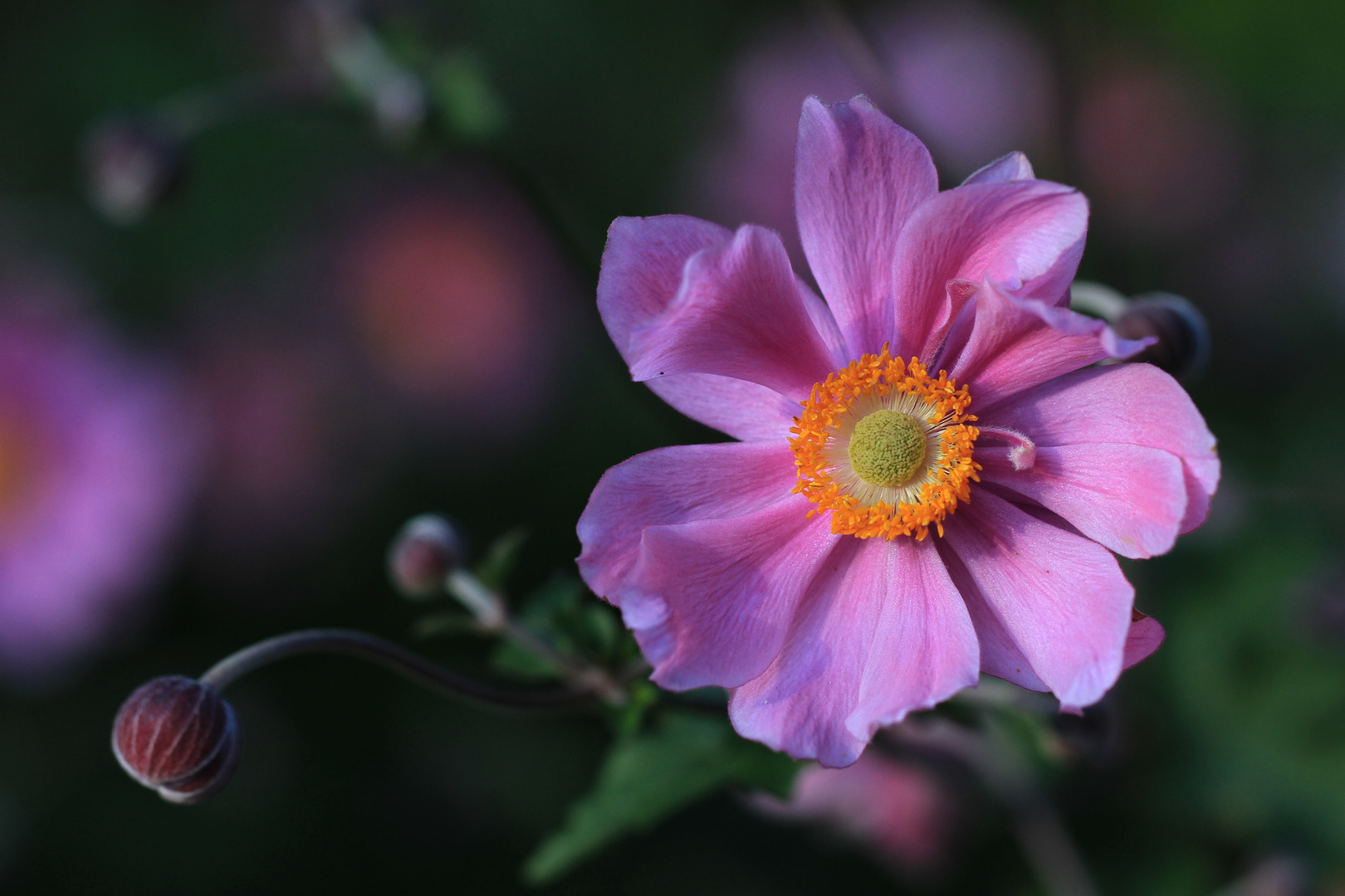 Ein Blümchen zum Feiertag