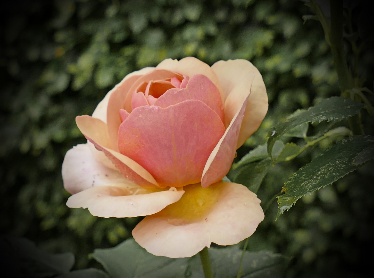 ein Blümchen zum Feiertag