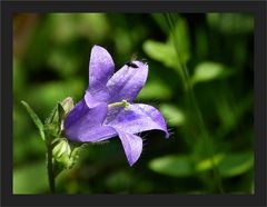 Ein Blümchen zum Mittwoch