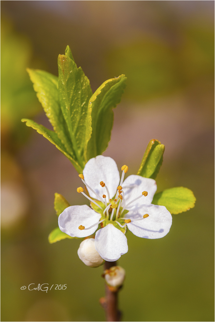 Ein Blümchen zum Mittwoch  Schlehdorn 