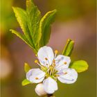 Ein Blümchen zum Mittwoch  Schlehdorn 