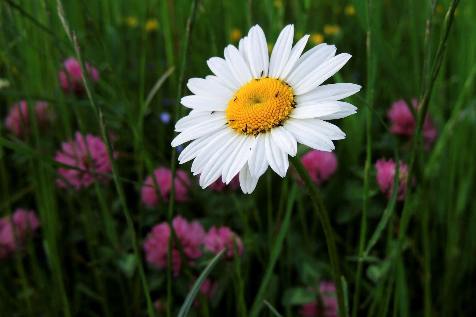 Ein Blümchen zum Muttertag