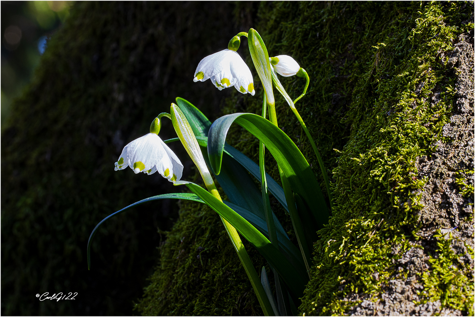 Ein Blümchen zum Sonntag