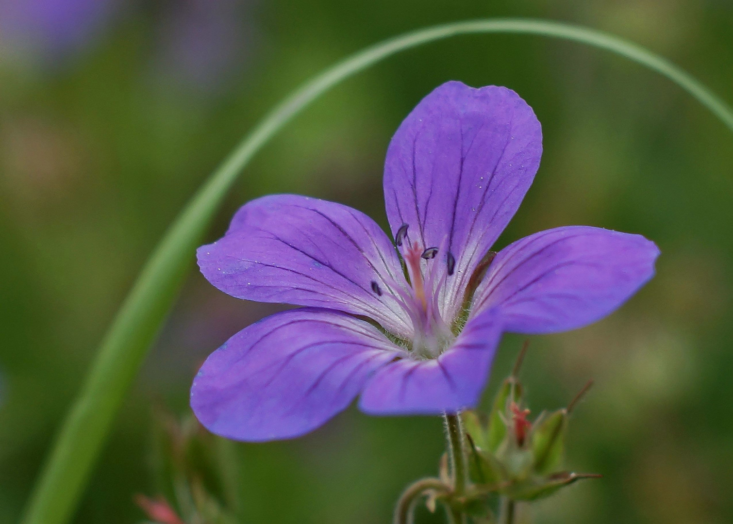 Ein Schwanz Und Blumen Zum Valentinstag Ein Schwanz Und Blumen Zum Valentinstag