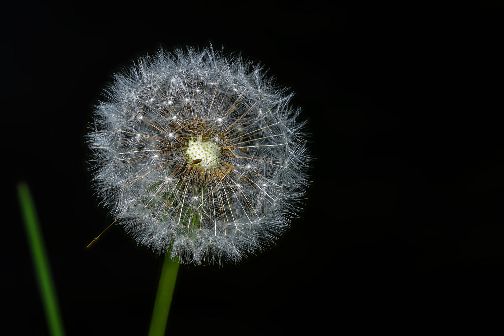 Ein Blümchen zum Sonntag