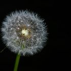 Ein Blümchen zum Sonntag