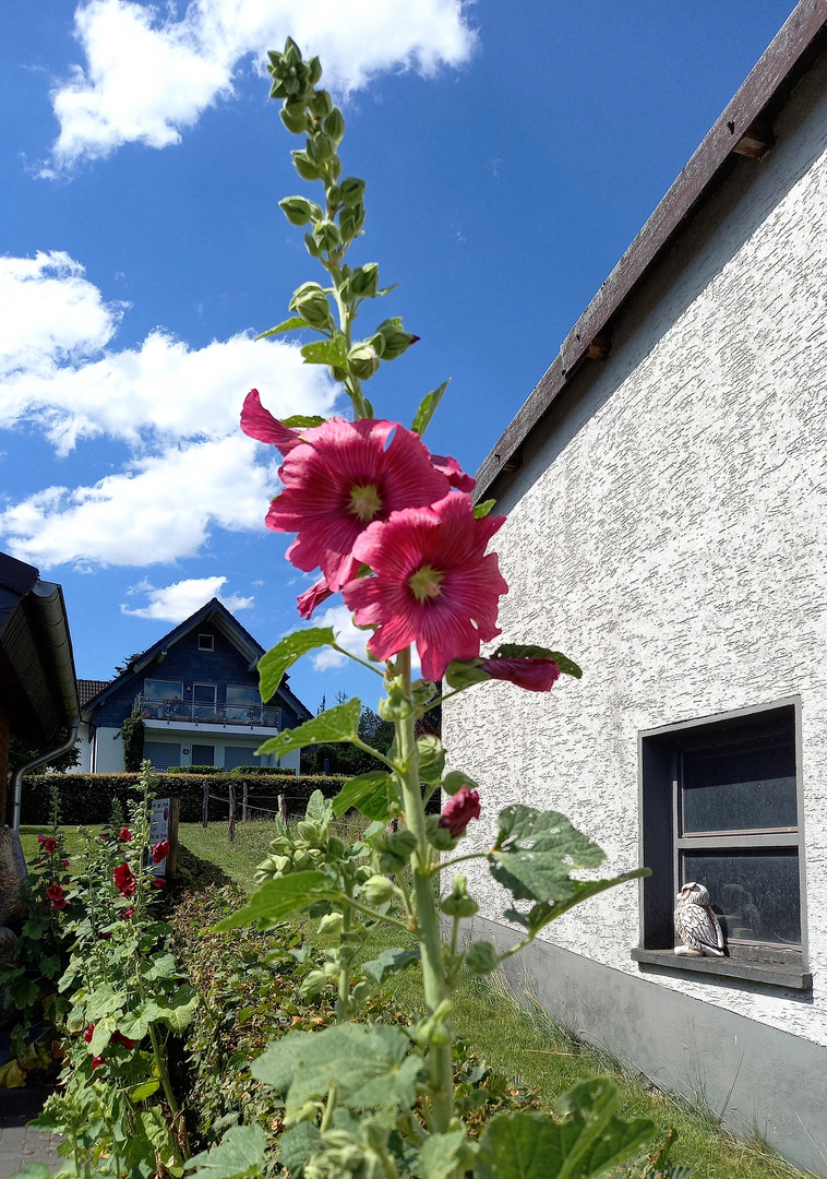 ein Blümchen zum Sonntag