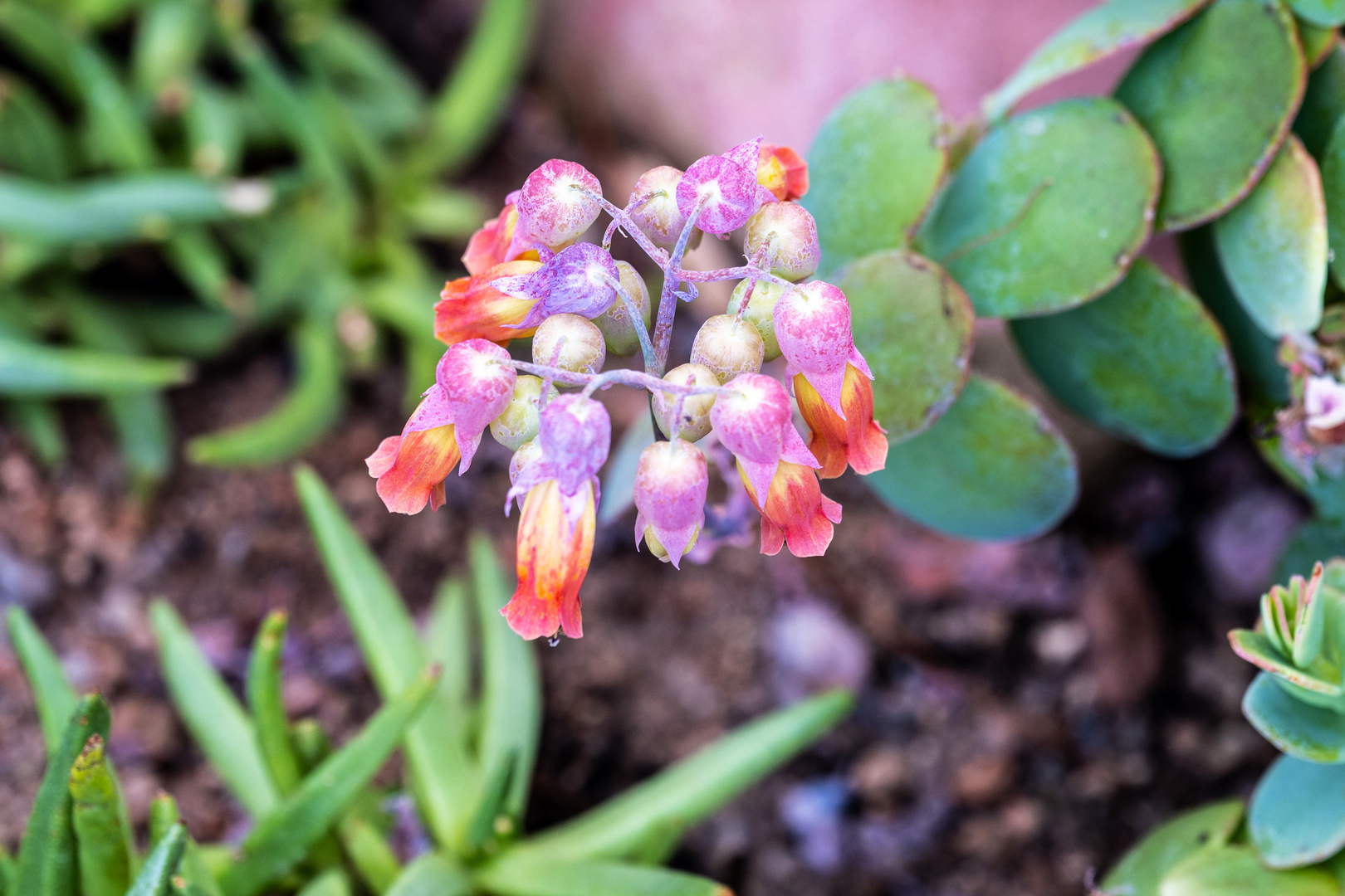 ein Blümchen zum Sonntag - DSC_1742