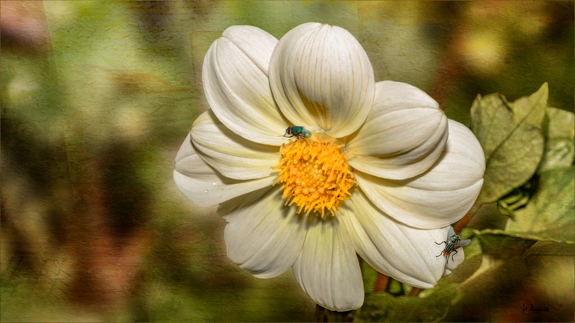 Ein Blümchen zum Sonntag