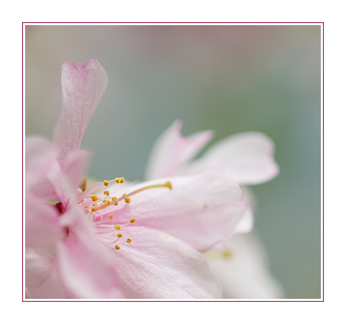 Ein Blümchen zum Sonntag...