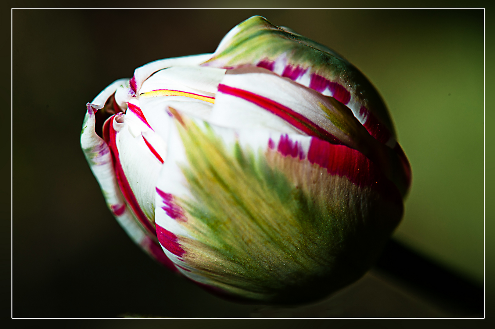 Ein Blümchen zum Wochenanfang