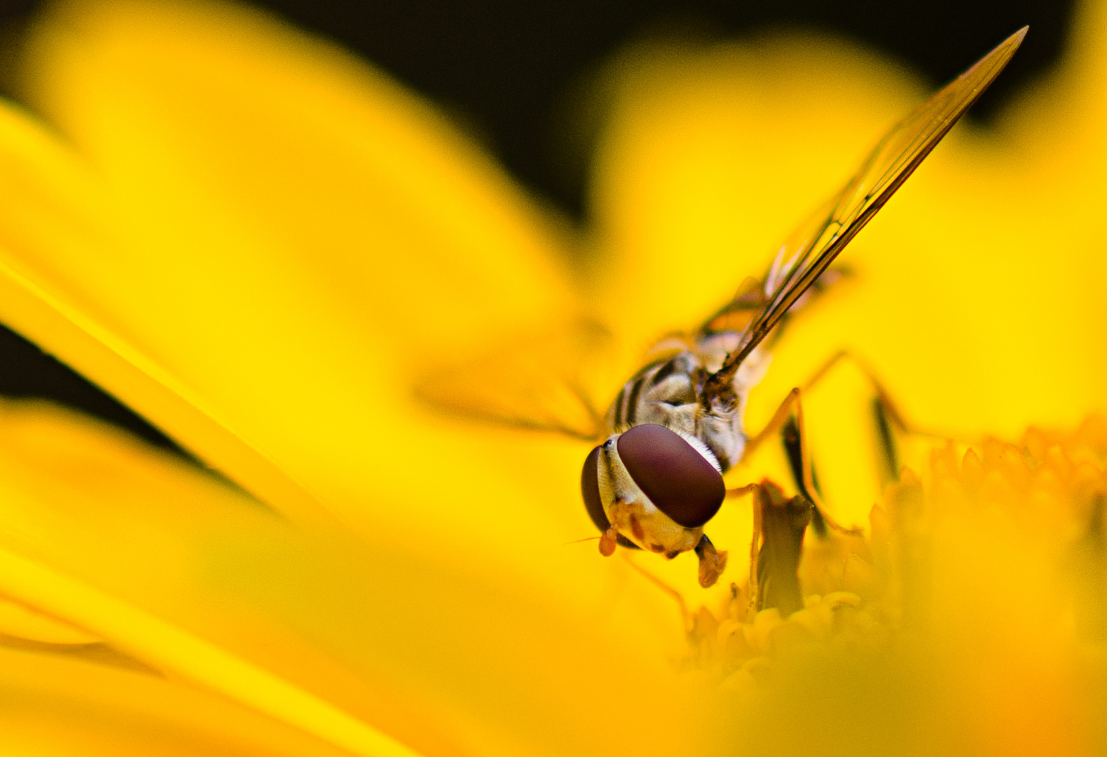 Ein Blümchen zum Wochende - natürlich mit Beilage