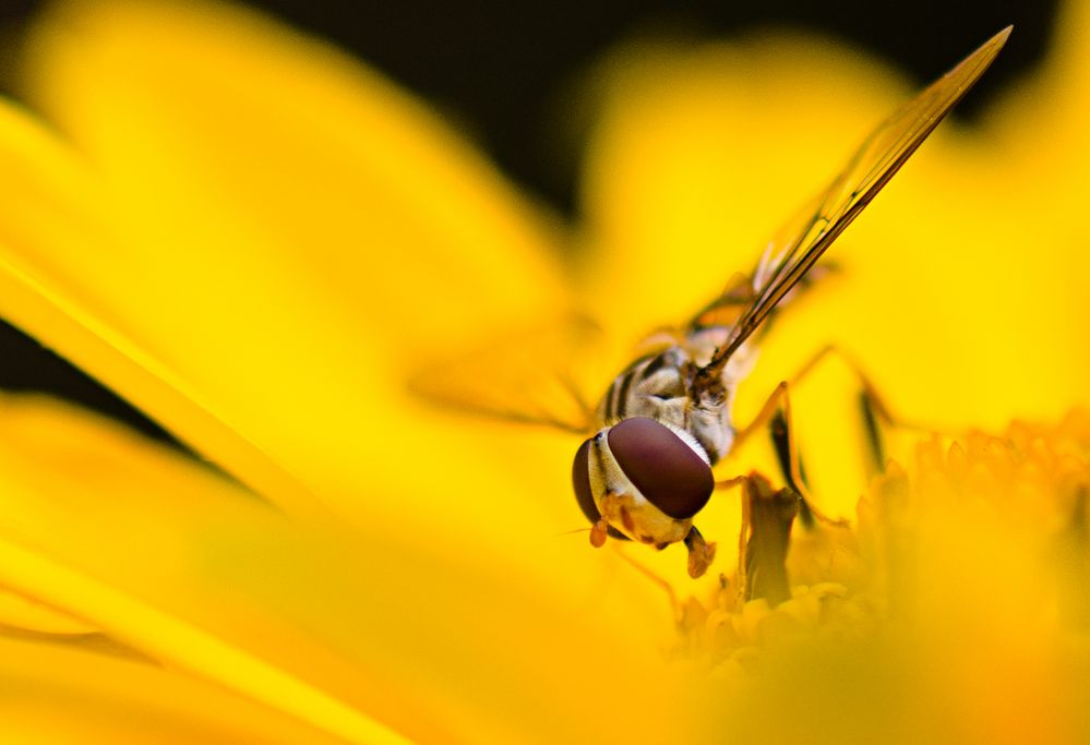 Ein Blümchen zum Wochende - natürlich mit Beilage