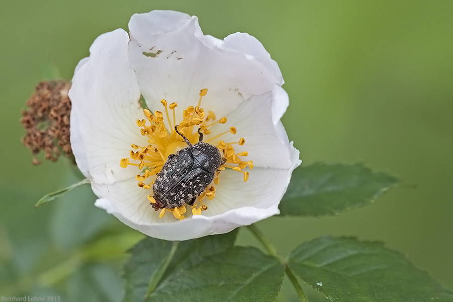 Ein Blümchen zum Wochenende.