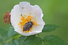 Ein Blümchen zum Wochenende.