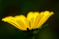 Ein Blümchen zum Wochenende - auf dass die Sonne scheine!!!!