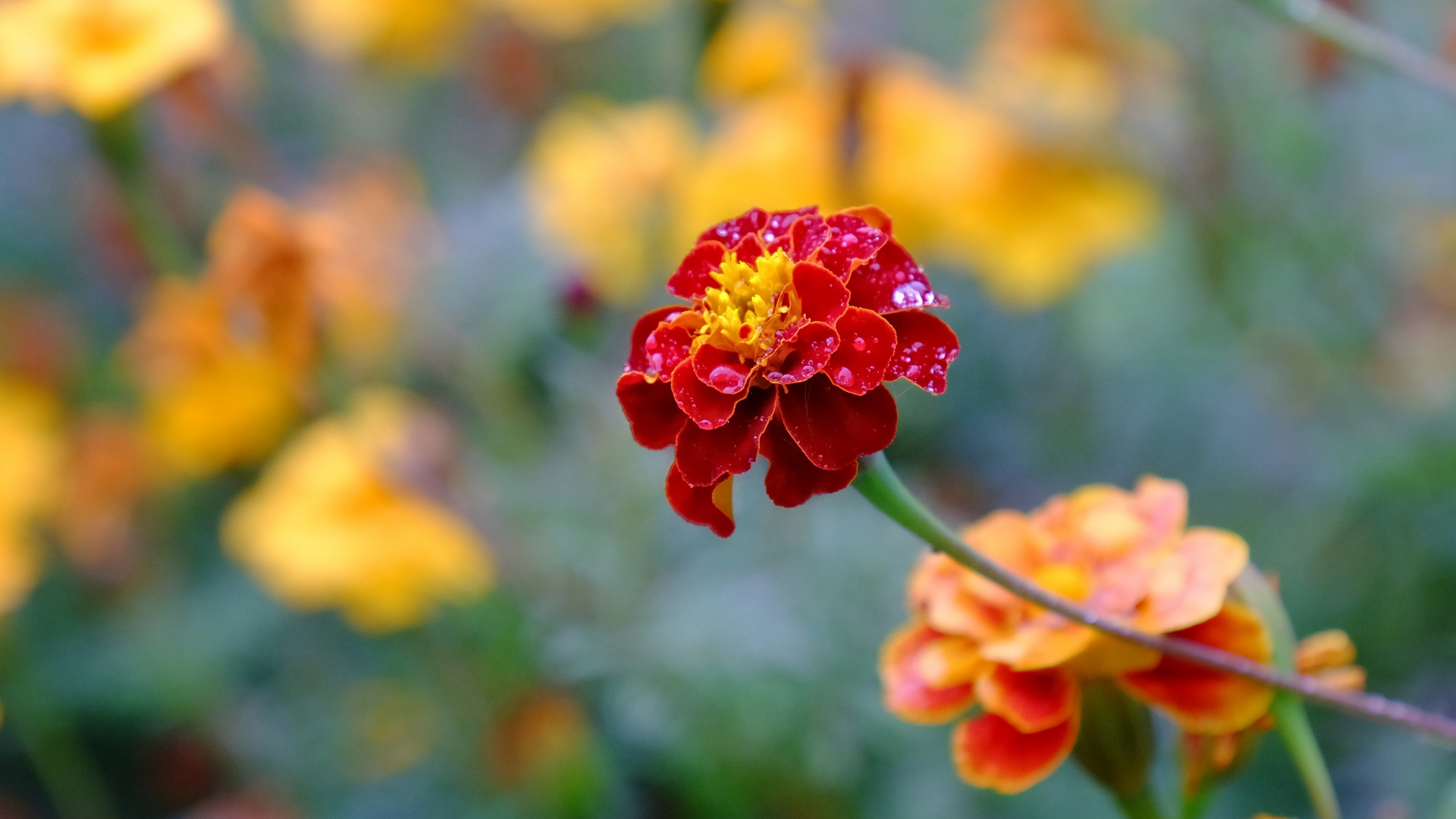 Ein Blümchen zum Wochenende.