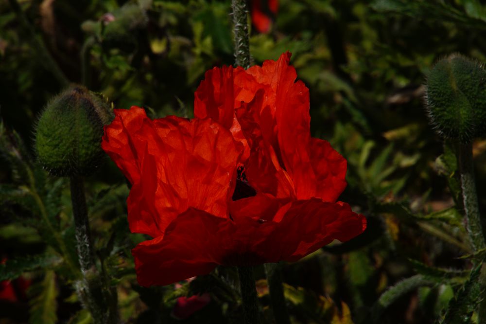 Ein Blümchen zum Wochenende