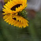 ein Blümchen zum Wochenendende