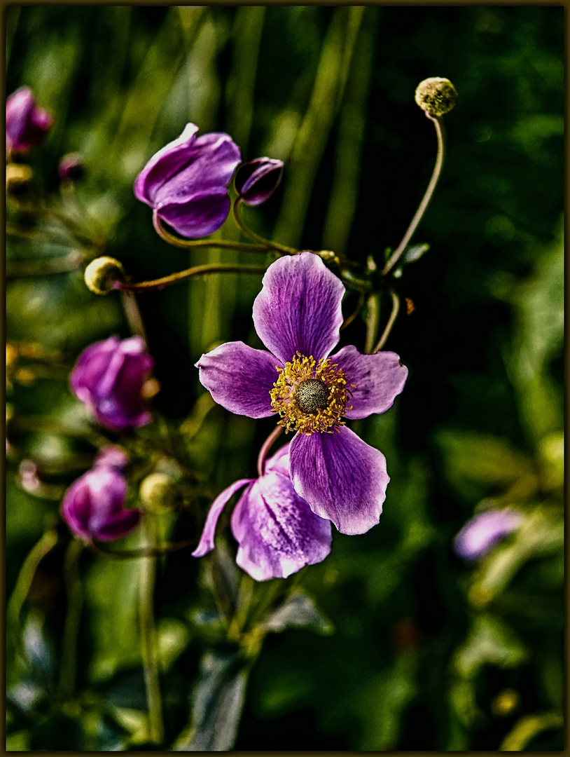 Ein Blümchen zur Wochenmitte